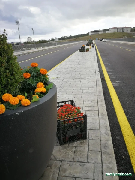 Sinop Peyzaj Çiçekçilik Ve Fidancılık