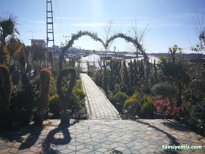 Sinop Peyzaj Çiçekçilik Ve Fidancılık