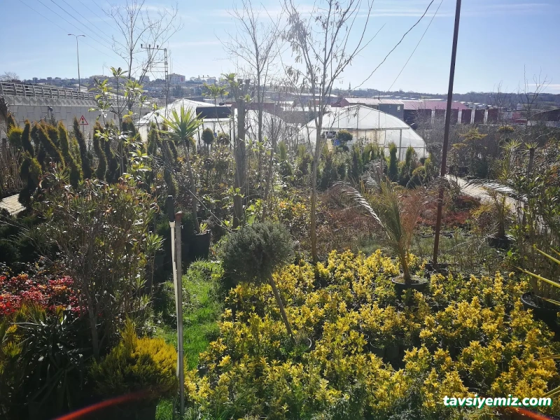 Sinop Peyzaj Çiçekçilik Ve Fidancılık