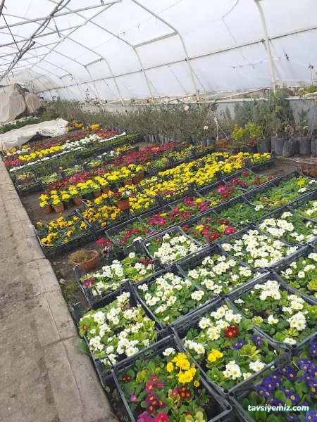 Sinop Peyzaj Çiçekçilik Ve Fidancılık