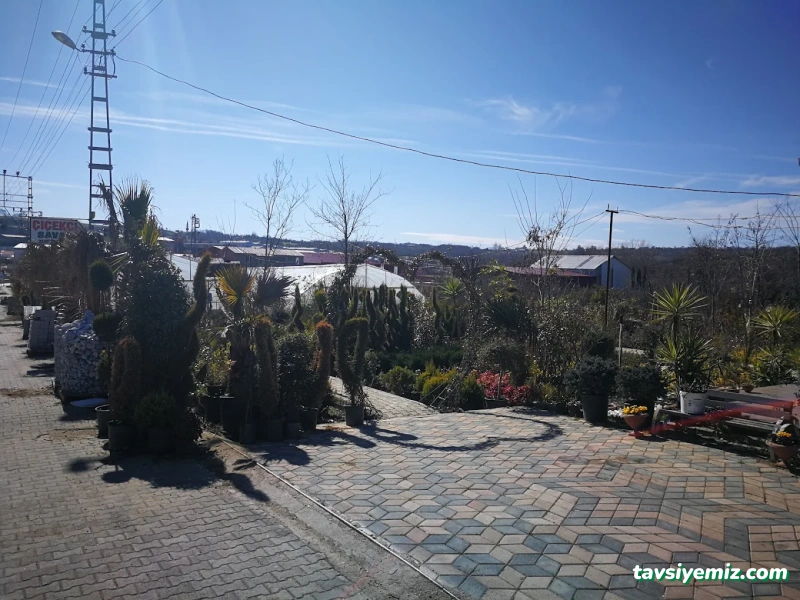 Sinop Peyzaj Çiçekçilik Ve Fidancılık