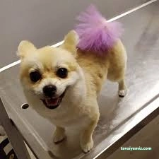 Sivas Bölge Pet Kuaför Kedi&Kopek Kuaförü