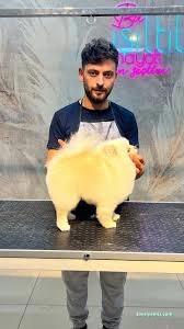 Sivas Bölge Pet Kuaför Kedi&Kopek Kuaförü