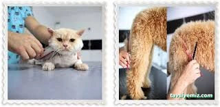 Sivas Bölge Pet Kuaför Kedi&Kopek Kuaförü