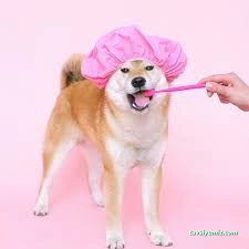 Sivas Bölge Pet Kuaför Kedi&Kopek Kuaförü