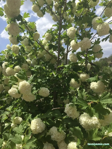 Sivas İz Peyzaj Tasarım Uygulama