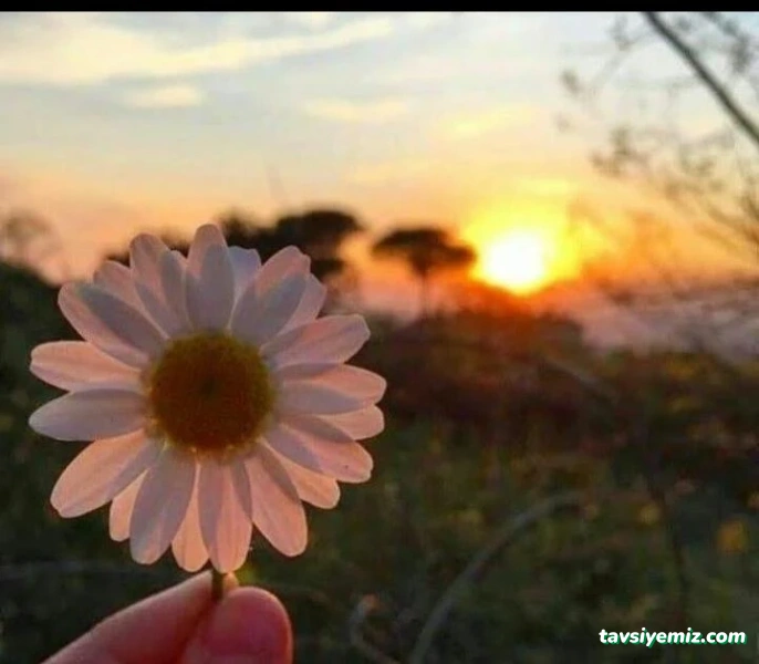 Sivas İz Peyzaj Tasarım Uygulama