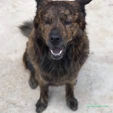 Sivas Petshop Nunu Pet Shop & Pet Kuaför Banyo Ve Traş