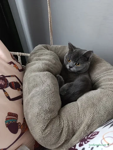 Smartvet Çiğli Veteriner Klinik