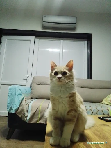 Smartvet Çiğli Veteriner Klinik