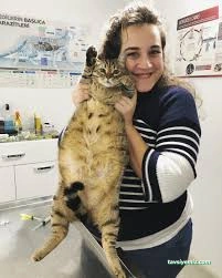 Soho-Pet Veteriner Kliniği