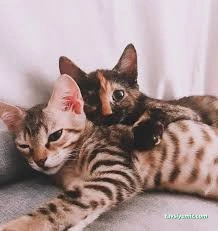 Soho-Pet Veteriner Kliniği