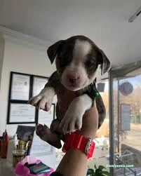 Soho-Pet Veteriner Kliniği