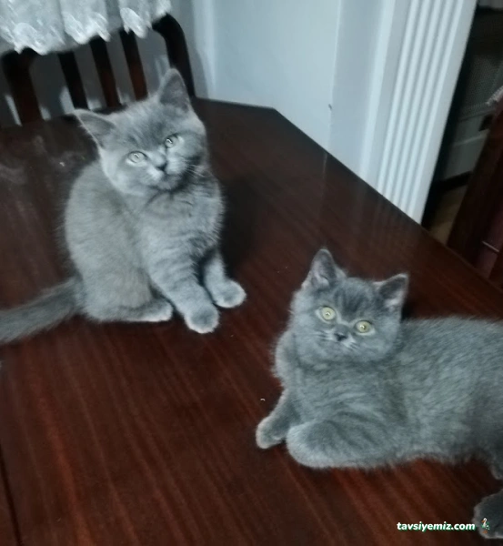 Su Dünyası Petshop