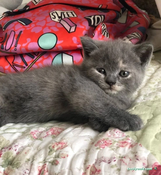 Su Dünyası Petshop