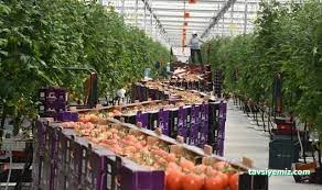 Şükrü Soydan Seracılık