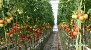 Şükrü Soydan Seracılık