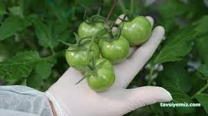 Şükrü Soydan Seracılık