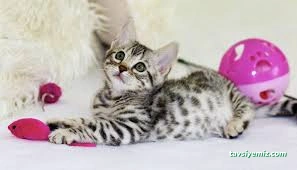 Taby Paws Hayvan Oteli