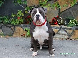 Taby Paws Hayvan Oteli