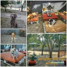 Taby Paws Hayvan Oteli