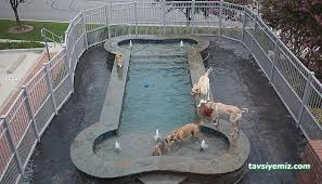 Taby Paws Hayvan Oteli