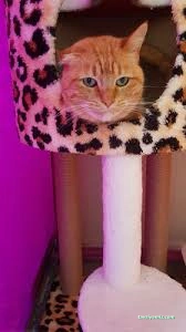 Taby Paws Hayvan Oteli