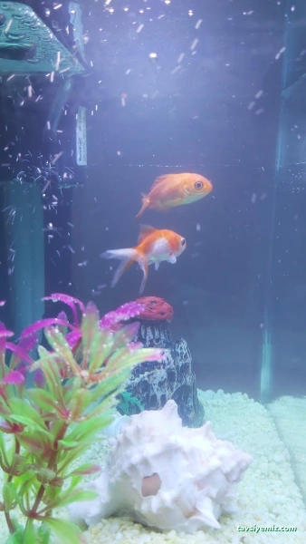 Tahtakale Akvaryum Petshop