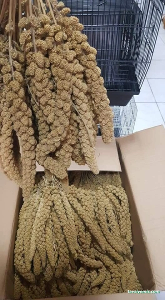 Tahtakale Akvaryum Petshop