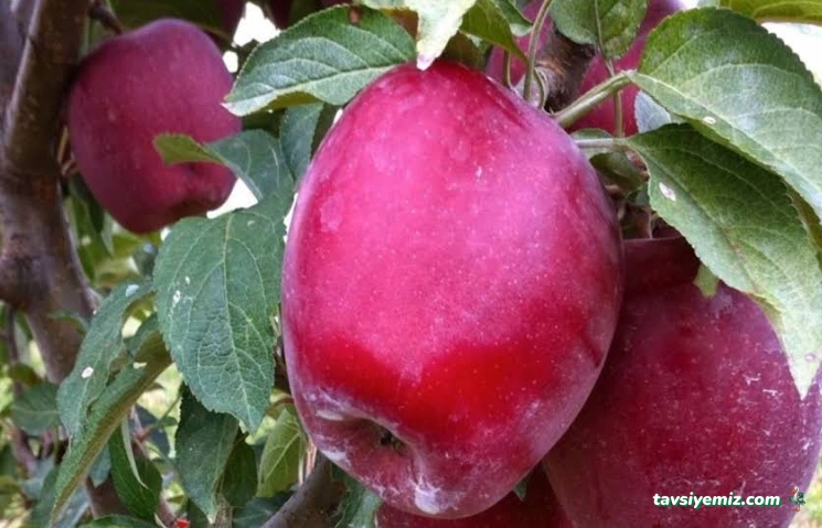 Taşkar Peyzaj Çiçekçilik Afyon