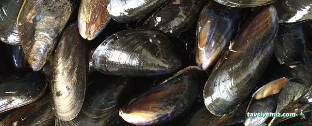 Tatvan Midye Dünyası