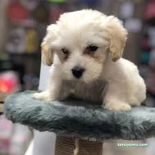 Tekirdağ Empati Petshop