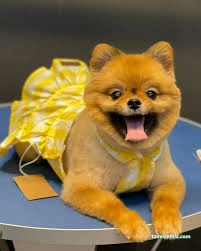 Tekirdağ Empati Petshop