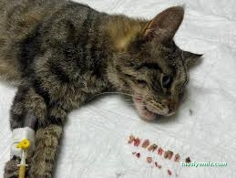 Tekkeli Veteriner Kliniği