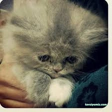 Tekkeli Veteriner Kliniği