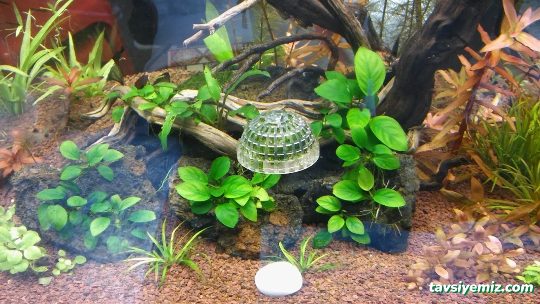 Tez Akvaryum(Pet Shop) & Sportif Av Malzemeleri