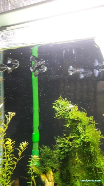 Tez Akvaryum(Pet Shop) & Sportif Av Malzemeleri