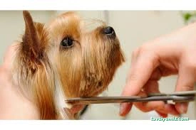 Tiger Pet Shop & Pet Kuaför & Spa