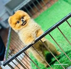 Tiger Pet Shop & Pet Kuaför & Spa