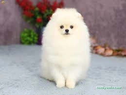 Tiger Pet Shop & Pet Kuaför & Spa