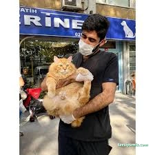 Topkapı Fatih Veteriner, Hayvan Hastanesi İstanbul