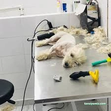 Toprak Veterinerlik Hizmetleri Ltd.şti