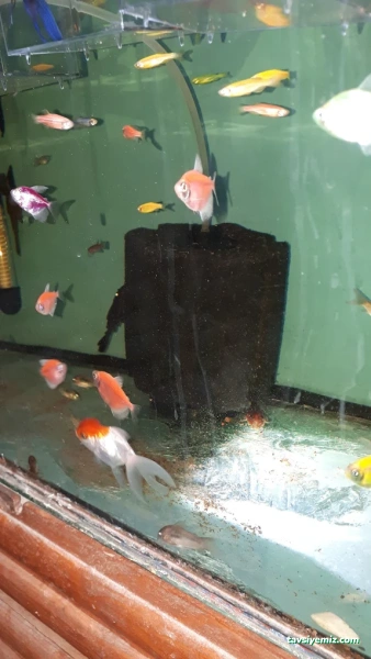 Tropikal Akvaryum & Pet Shop