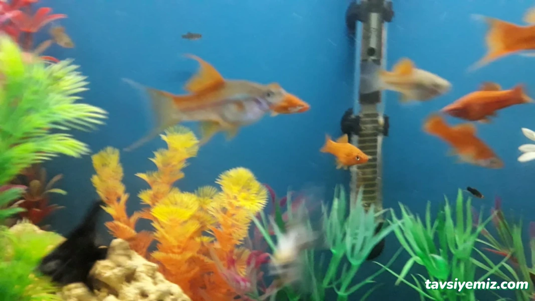 Tropikal Akvaryum & Pet Shop