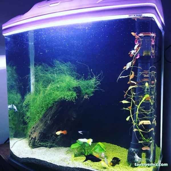 Tropikal Akvaryum & Pet Shop