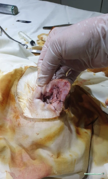 Tülin Hanım Veteriner Kliniği