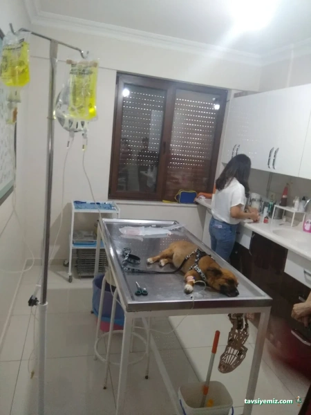 Tümvet Veteriner Muayenehanesi