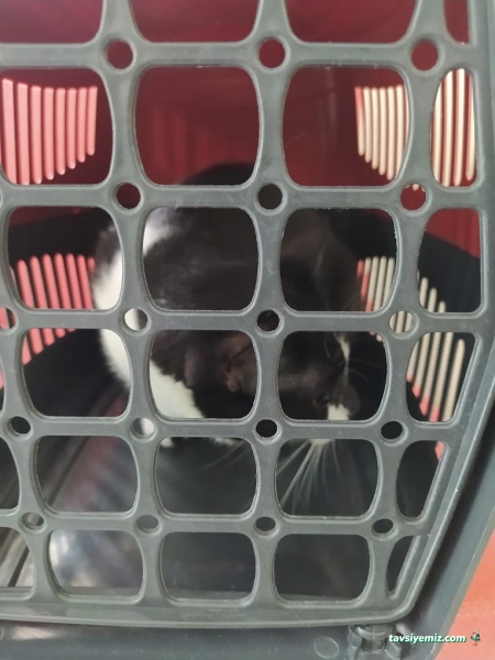 Tümvet Veteriner Muayenehanesi