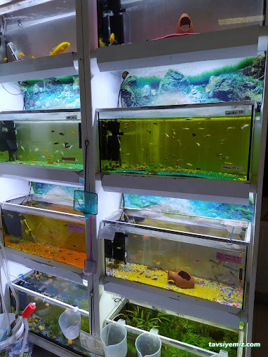 Tuna Akvaryum