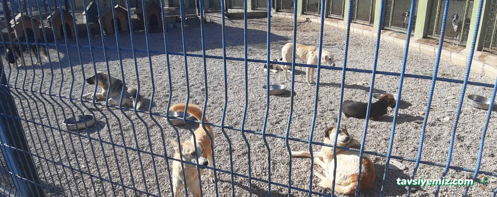 Tunceli Belediyesi Hayvan Barınağı